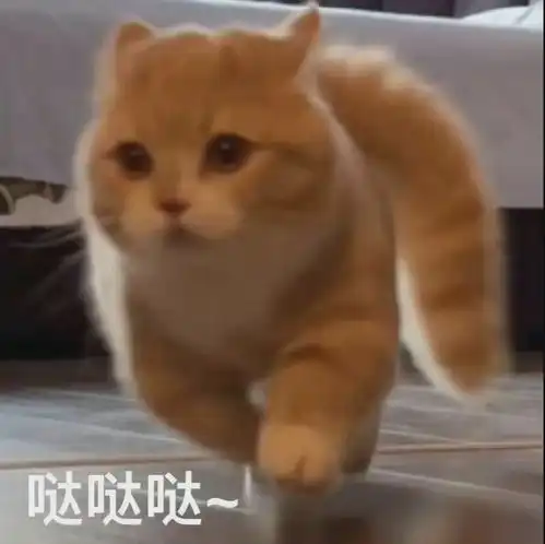  可爱萌宠沙雕表情包第二弹在挨就不里猫了