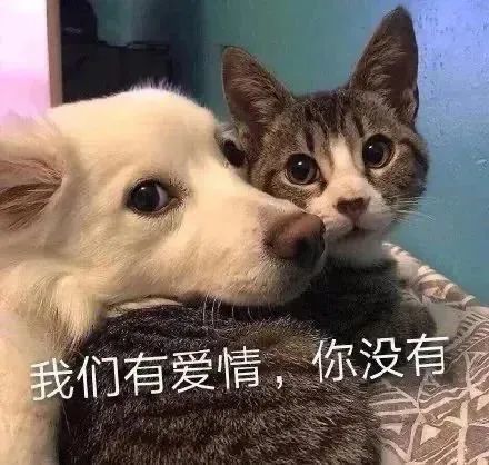  表情包我们有爱情,可你没有