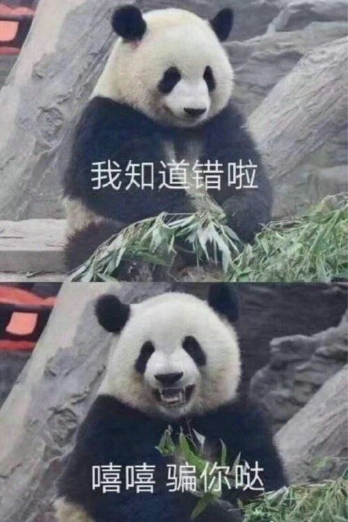 活捉表情包最爱我的