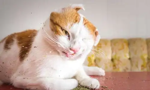  废喵是如何养成的揭秘猫薄荷的真相