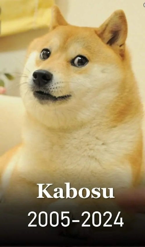  doge表情包原型柴犬去世,网友在微博用的最多的表情包
