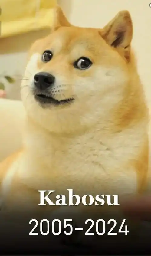  doge表情包原型柴犬去世,网友在微博用的最多的表情包