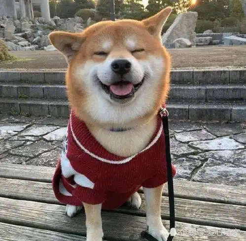 柴犬带字表情包论养