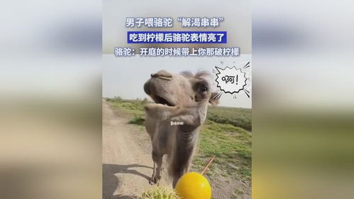 男子喂骆驼解渴串串,吃到柠檬后骆驼表情亮了,骆驼开庭的时候带上你那破柠檬