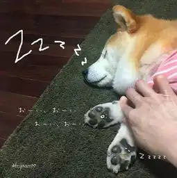  16岁高龄柴犬睡着后,主人用不同道具来记录它的睡相