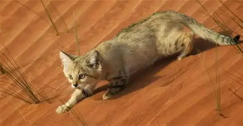  猫咪吃饭为啥总剩一口是储食行为吗