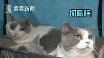 算我求你的表情包猫不让