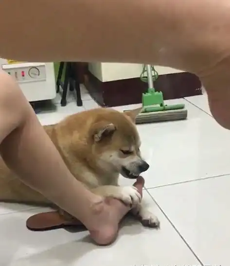  主人强迫柴犬闻自己的脚臭,柴犬的表情亮了