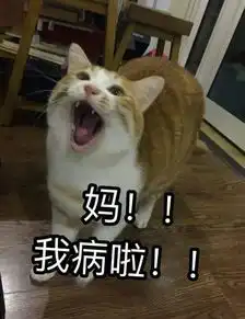  猫爱打呼噜,一定要小心