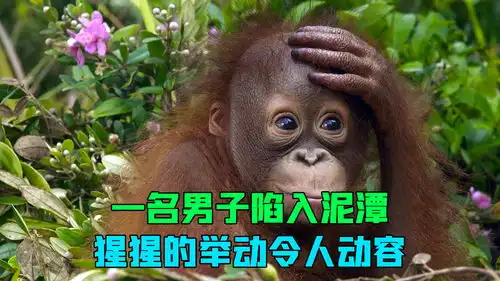  男子误入泥潭,猩猩却善意的向它伸出了手