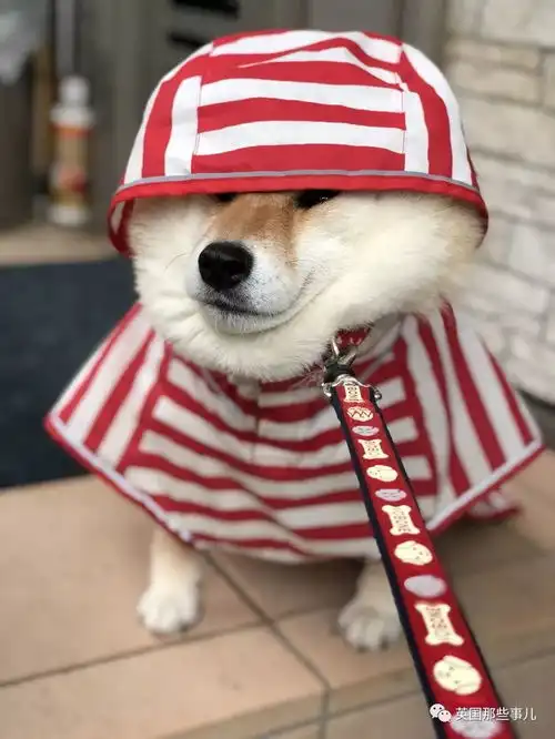 柴犬带字表情包我不想回