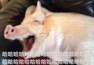 猪和猪亲吻表情包迷你猪