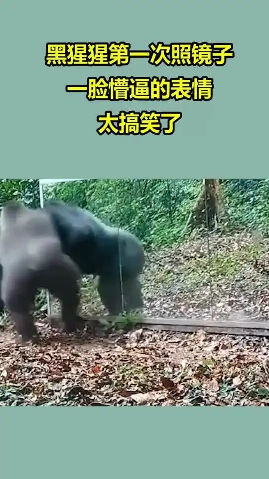  黑猩猩第一次照镜子,一脸懵逼的表情,太搞笑了