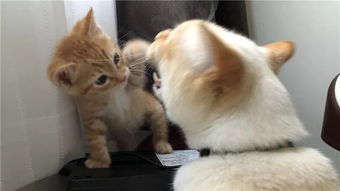 丧黑福造表情包橘猫