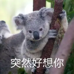  考拉表情包早安定ampamp抱紧你堆糖,美好生活研究所