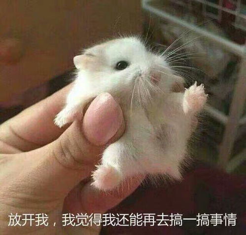  化妆