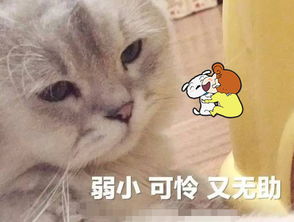  抖音舔屎猫走红,不相信自己的粑粑臭,舔了一口后这表情绝了