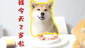  听了两个版本的想见你,柴犬二条是什么样的反应