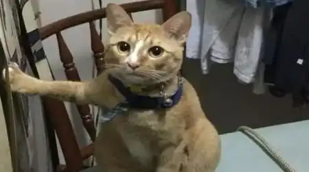  平常调皮的猫咪却一动不动,主人感到纳闷,凑近两步明白了