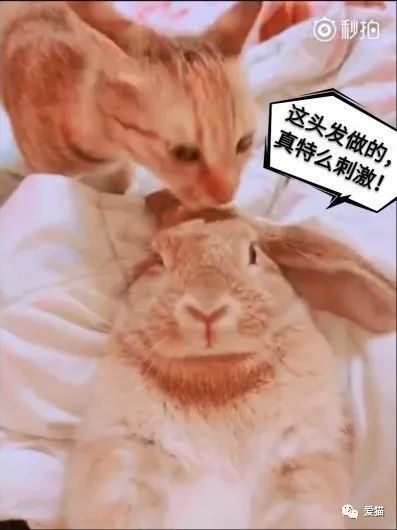兔子吞脑袋表情包一套橘