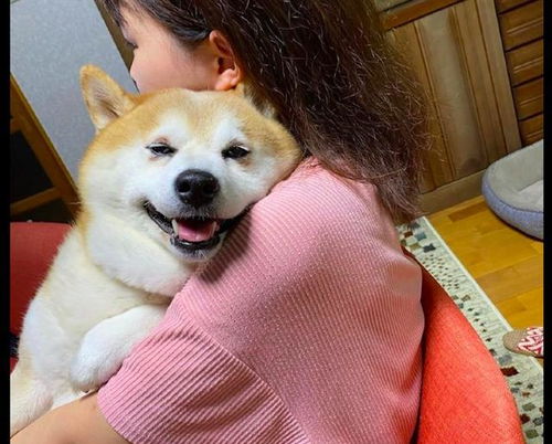 女友抱着柴犬看电视,它还一脸得意的表情羡慕吧,气死你 女友抱着柴犬看电视,它还一脸得意的表情羡慕吧,气死你