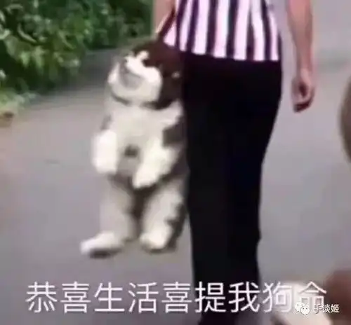  单身狗也有春天这款游戏玩得我感慨万千