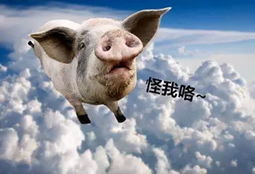  冷知识合集4有一种动物天生脸盲,靠接吻分辨对方身份