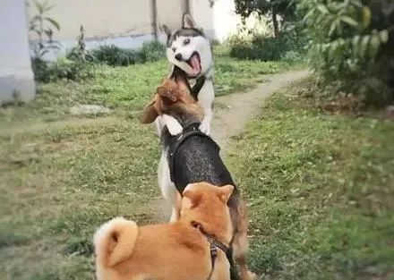  哎呦,没想到二哈原来也有两副面孔