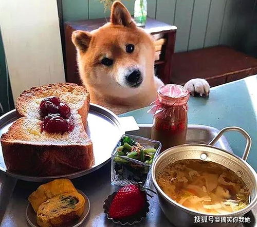 呆萌柴犬陪主人吃饭,表情可爱火爆ins,网友真让人羡慕 呆萌柴犬陪主人吃饭,表情可爱火爆ins,网友真让人羡慕
