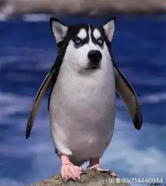 狗头图片表情包哈士奇蓝