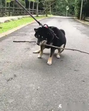  这只柴犬一听到洗澡2字,立刻变身成经典的拒否柴