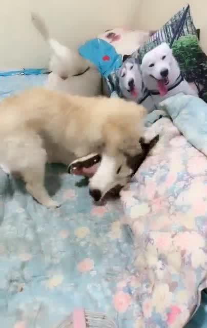  这俩货怎么又打起来了,看着二哈的这个表情我也是服了