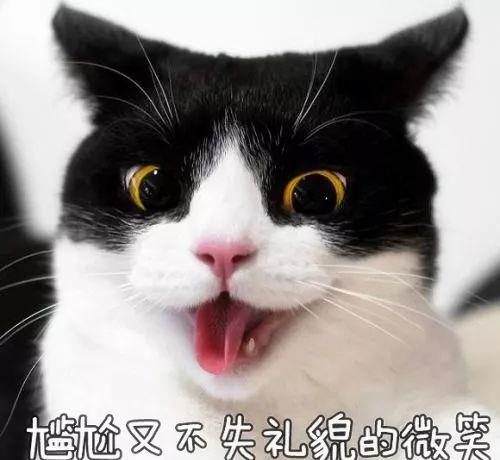  第一次养猫时,你都闹过哪些笑话