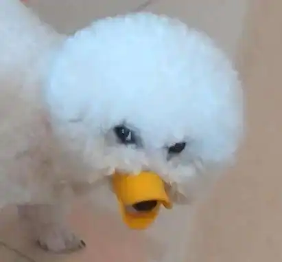  别以为比熊不会生气,当出现这些动作的时候,千万别靠近它