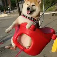  柴犬荡秋千头像微信头像图片大全