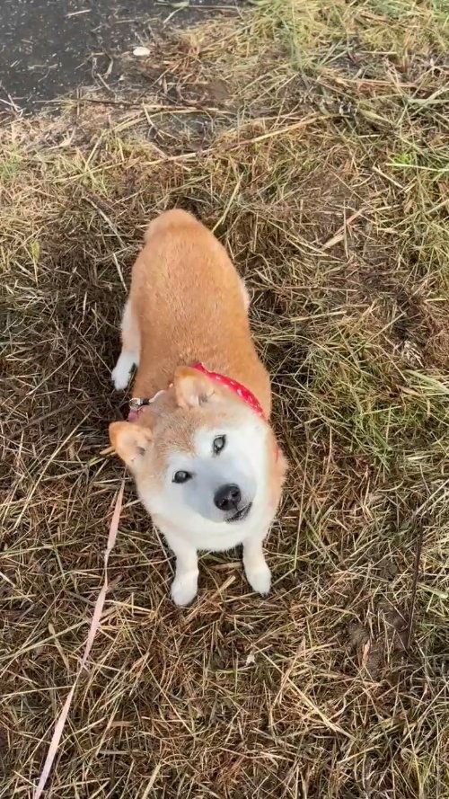  腾讯成功注册狗头表情包商标柴犬本尊刚过16岁生日