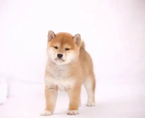 你适合饲养柴犬柴犬体味重吗