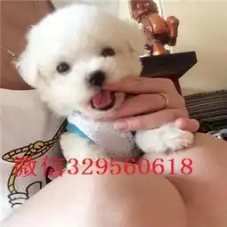  黑河哪里有卖比熊犬的小体比熊纯种比熊多少钱比熊犬性格
