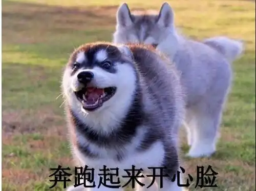 和哈士奇一起生活是一种什么样的体验被一个360度表情包包围吧 和哈士奇一起生活是一种什么样的体验被一个360度表情包包围吧