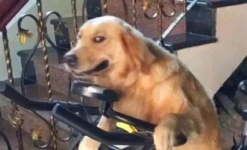  网友要把金毛接回家,父亲舍不得,整了个告别仪式笑哭众人