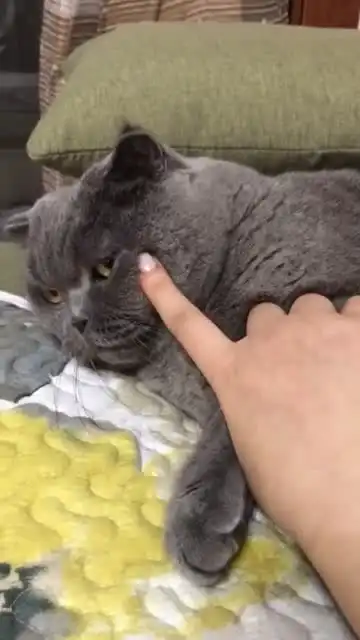 妹妹表情包卡点爪爪