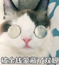  给钱猫咪的表情包