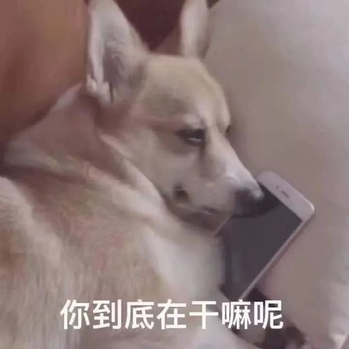 你就是一条狗表情包