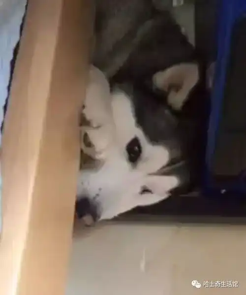  哈士奇头被卡在床底,主人各种调侃二哈,二哈被气得干瞪眼