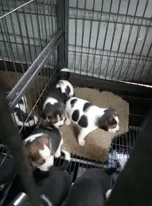  无锡比格猎犬的价格无锡哪里有比格犬出售比格价格