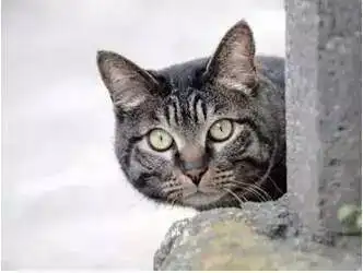  采购人的一天猫咪表情包