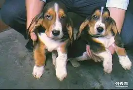  上海本地犬场一出售纯种可爱比格一包养活一签协议