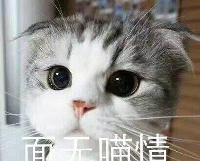  猫咪偷袭鹦鹉被发现,马上转移视线装作若无其事这墙,刮挺白啊