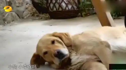  大华跟狗问路,狗的表情太搞笑了,还开起了车
