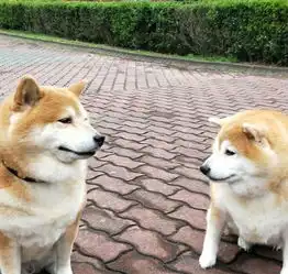  柴犬嘲笑同伴胖得像猪一样,可看一眼它的身体后笑喷了....